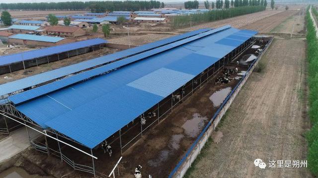 朔州:建起新牛舍,我们有力量!|机械|牛舍|乳品_新浪网