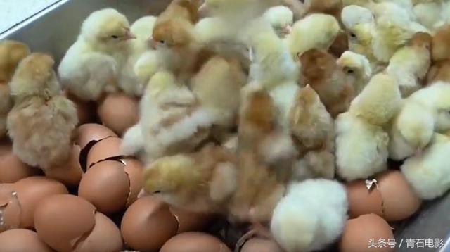 戛纳影帝影后给配音,网友看完不敢吃肉!它是讲