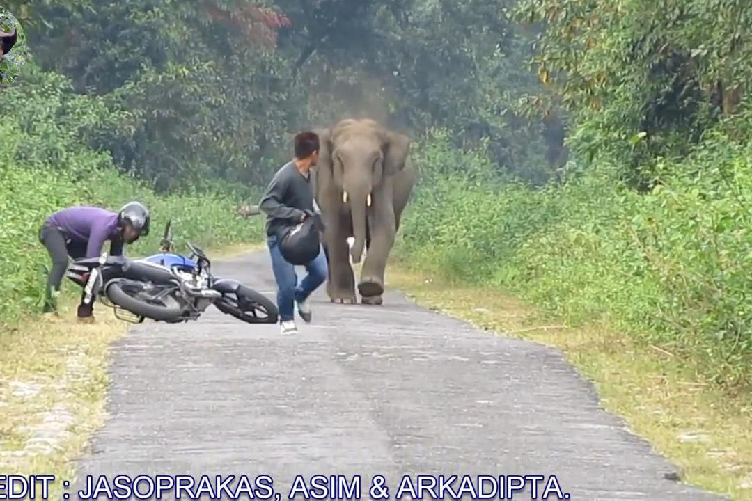 倆男子騎摩托車遭大象攻擊,棄車瘋狂逃跑,場面太嚇人!