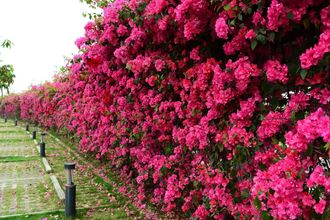 (图片作者:r圣子)三角梅养护要点:控水三角梅其实非常好养.