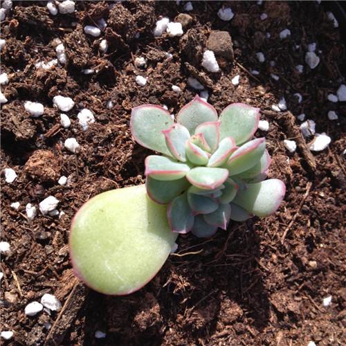 多肉叶插只长根不发芽怎么办?可能是这几点没