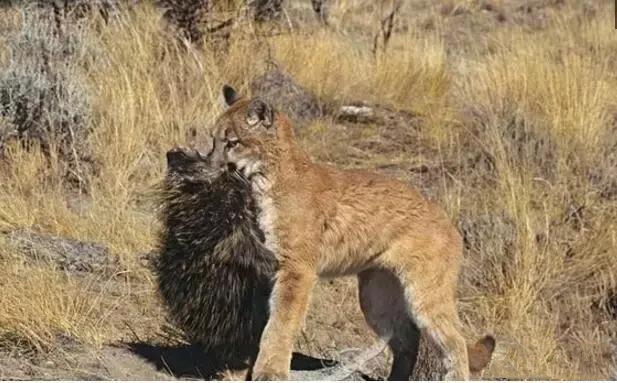 豪猪爬树乘个凉,却被美洲狮偷袭成功