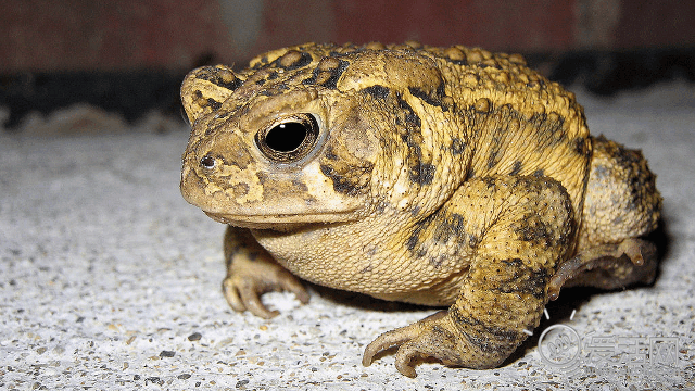 蟾蜍俗称癞蛤蟆是一种极有药用价值的经济动物