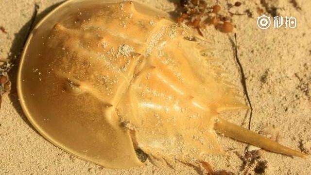 从马蹄蟹(鲎)身上提取蓝色血液!这是世界上最值钱的液体之一!