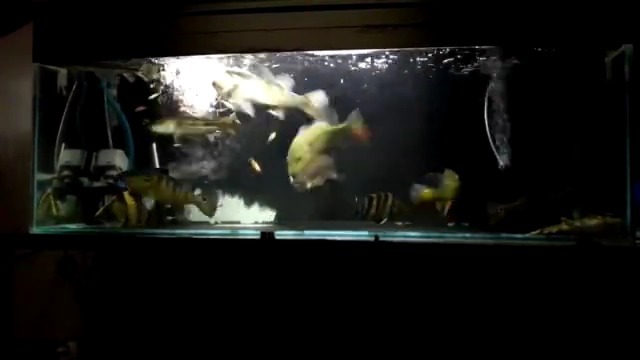 大型热带鱼混养喂食,帝王三间、巴西亚、印尼