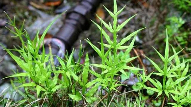 凤尾草的功效与作用图片(凤尾草的功效与作用图片视频)