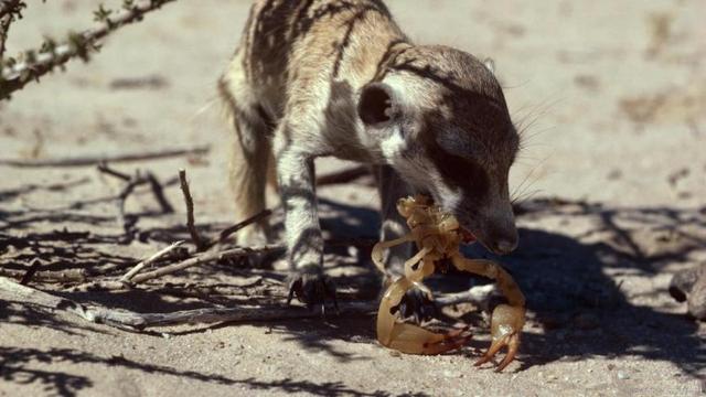 巴掌大的小萌物,一生专吃蝎子,眼镜蛇,这是迷你版的平头哥?