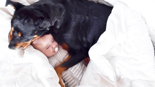 狗狗搂着小宝宝睡觉,萌宝忽然放了个屁,接下来的一幕笑哭了!