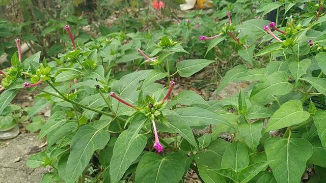 农村有一种不起眼的野草,人称"地雷花",它是民间的一种草药