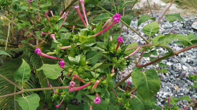 农村有一种不起眼的野草人称地雷花它是民间的一种草药