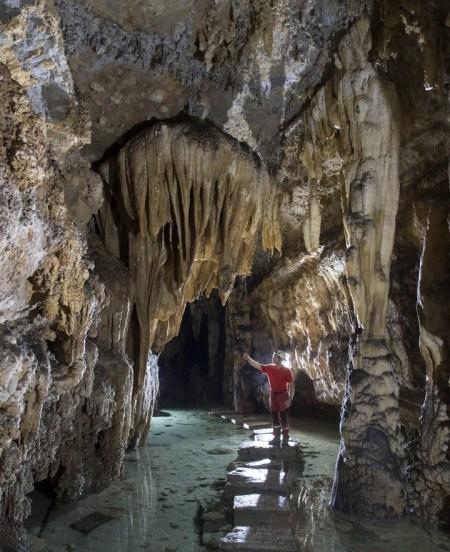 形成的孑遗植物(银杏,珙桐,红豆杉,南方红豆杉,鹅掌揪,亮叶水青冈等)