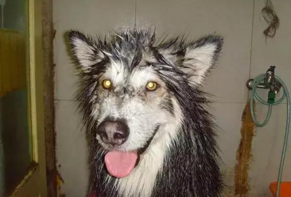 灰头土脸的,这是你送给我用来织毛衣的么?自己的小萨,好一枚阳光天使!