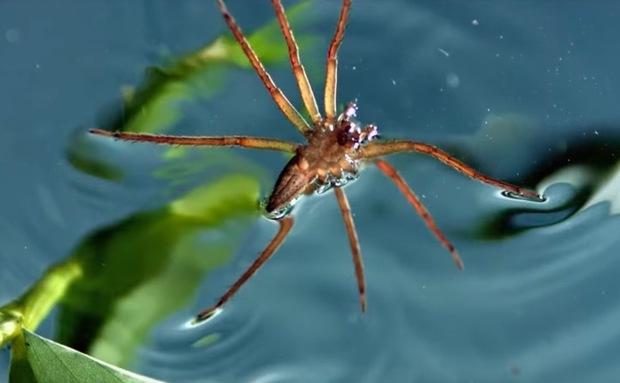 这种噩梦级蜘蛛,除了平常可以浮在水面上还会跳进水里把鱼夹出来