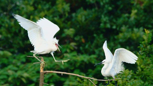 毗河湿地公园中最诱人的翡翠