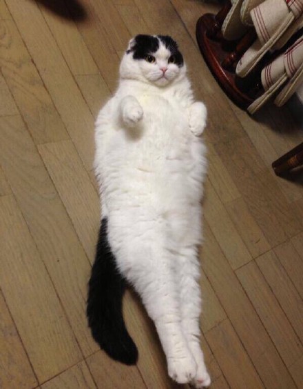 一只超懒的猫,懒到架不起.最喜欢的事情就是,睡成一摊,世界与我无关.