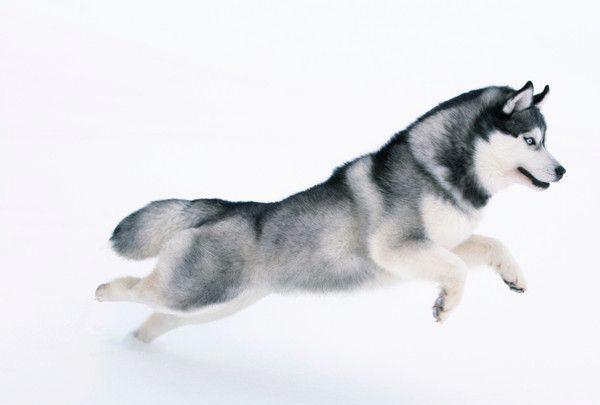 哈士奇为什么会狼叫?哈士奇:别惹我,我真的是