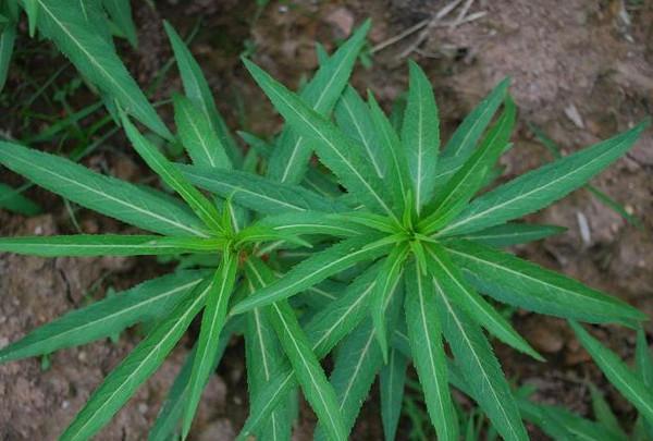 是救命的神草哦