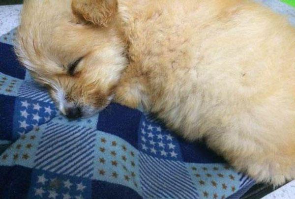 女子在厂房外捡了一只流浪狗第二天睡觉醒来她却羞红了脸