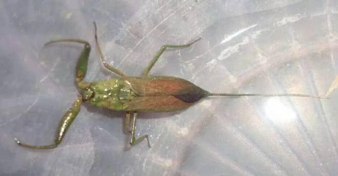 蝎子是五毒之一,那"水蝎子"有没有毒性呢?