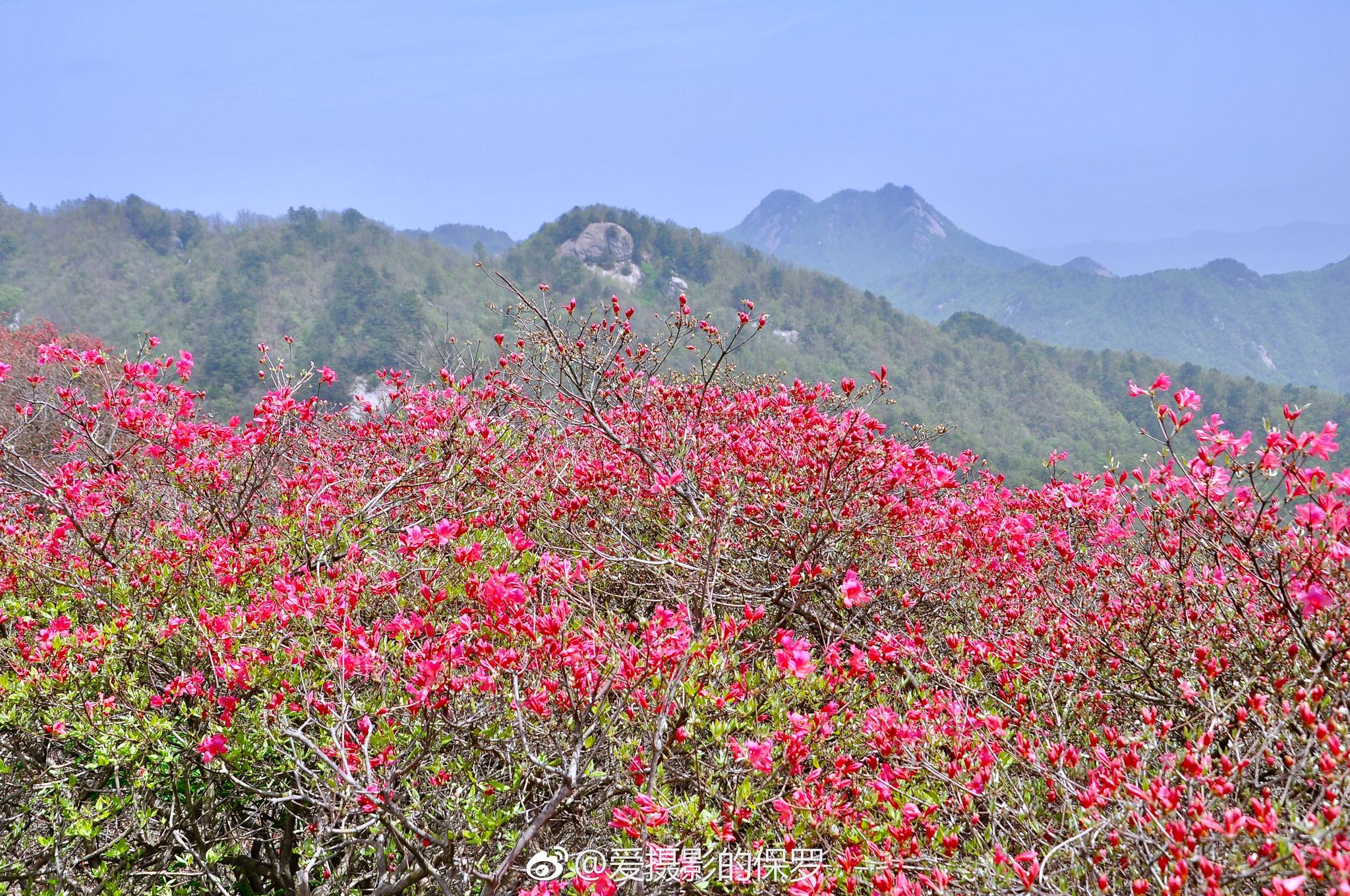 麻城龟峰山风景区杜鹃花海麻城龟峰山风景区有着面积最大的古杜鹃