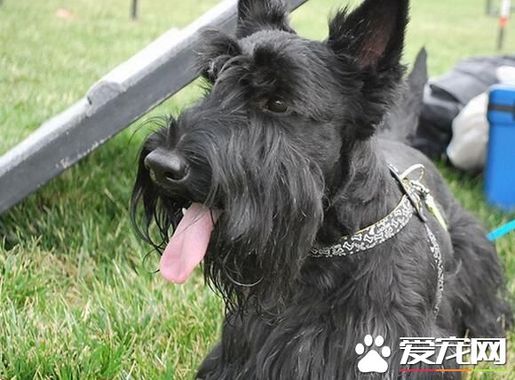 苏格兰梗犬颜色 苏格兰梗颜色有白色黑色黄色