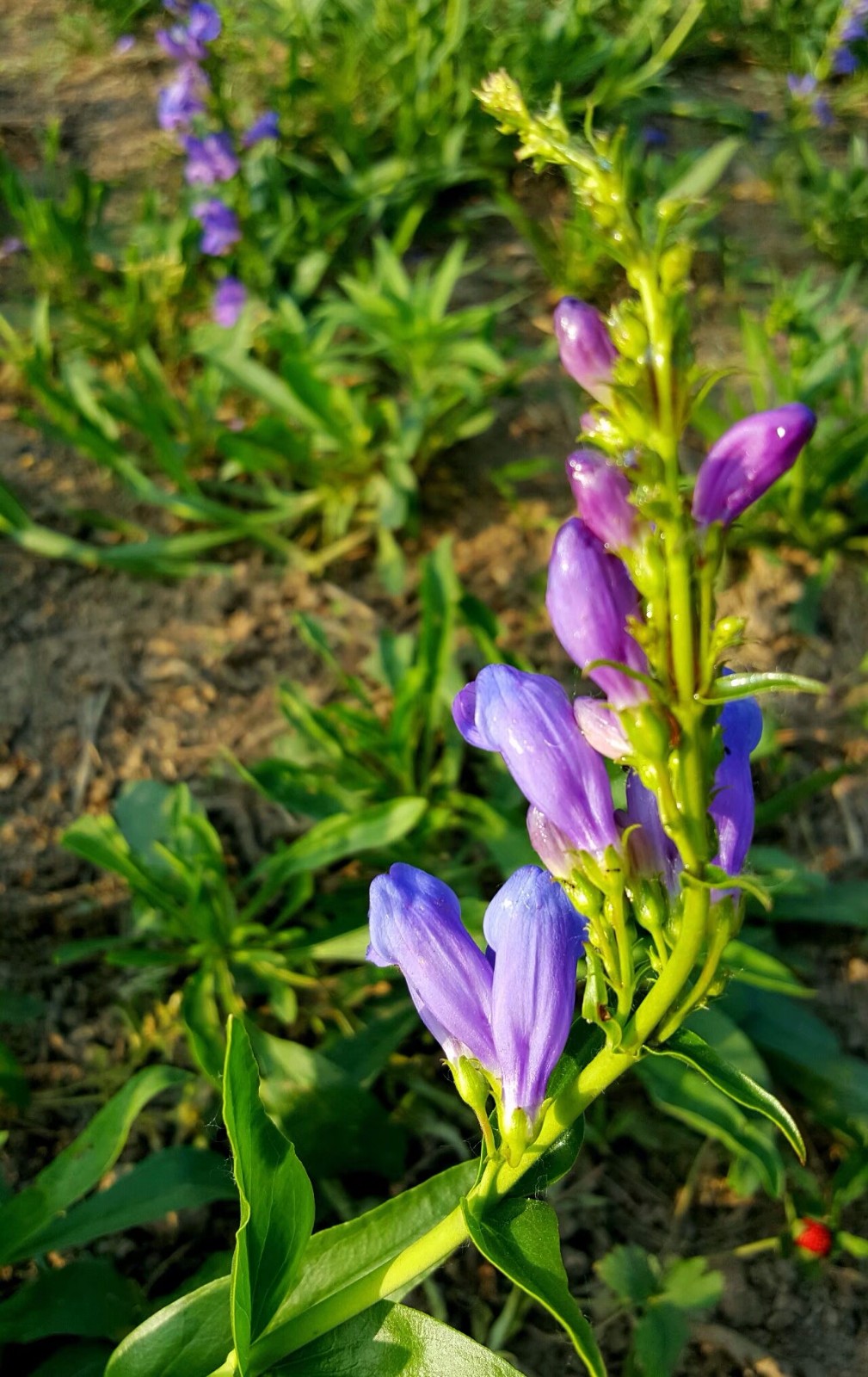 植物百科(四十七)黄岑