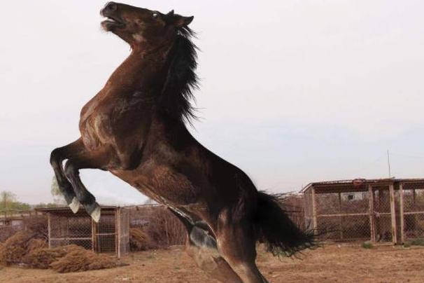 关羽败走麦城时骑着赤兔马,这就注定他要丧命于此了