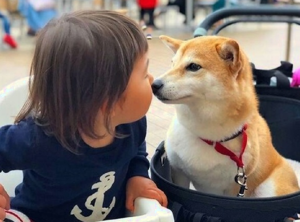狗狗总爱粘着小娃娃,宝妈看到后感动:二胎我可以放心生了!