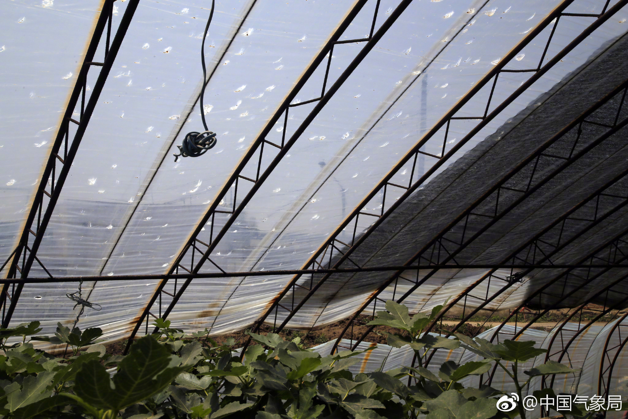 花卉基地大约500栋左右大棚全部被击穿,田地里冰雹袭击的痕迹清晰可见