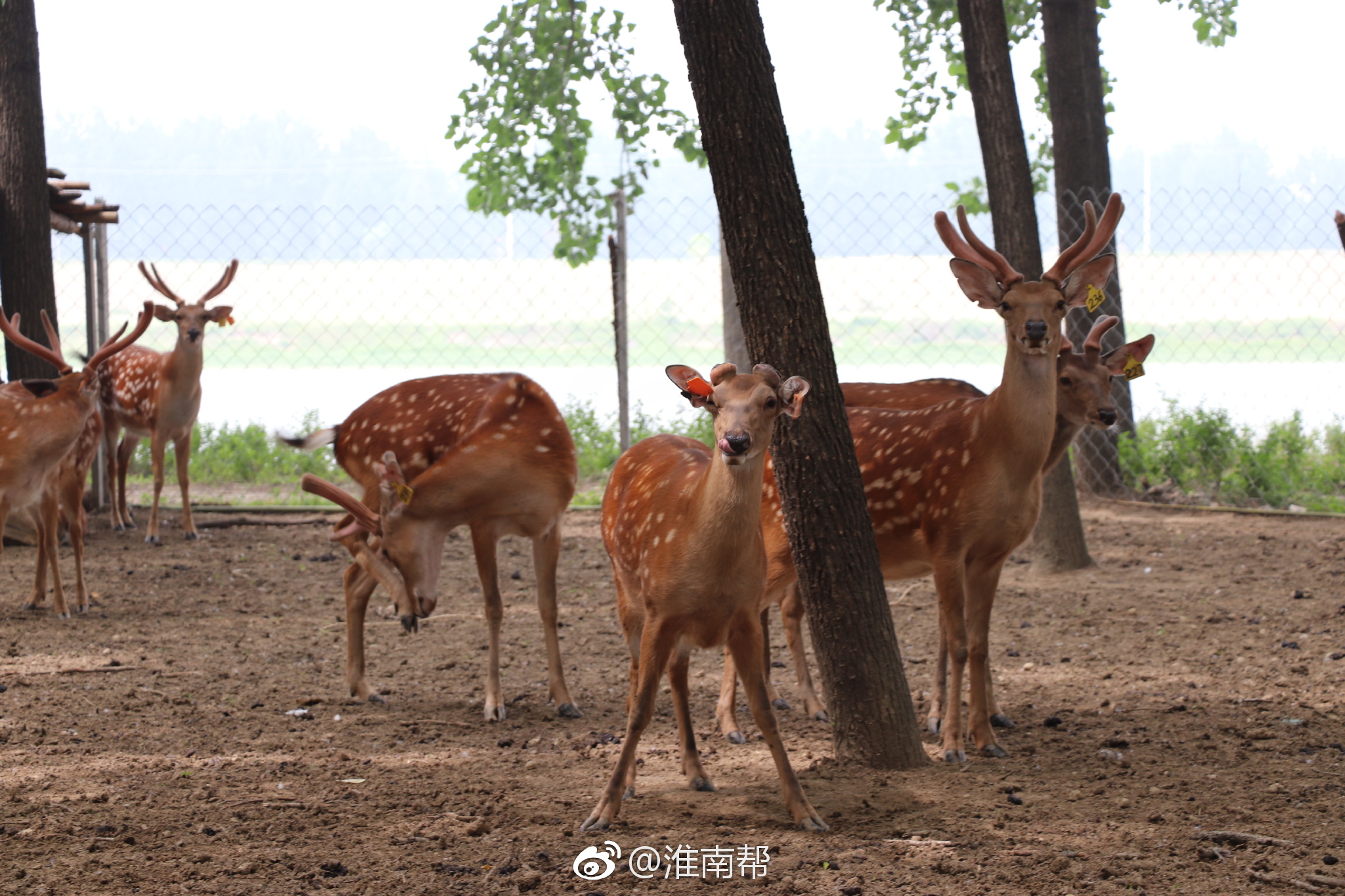 茨淮新河南岸的凤台县八一林牧场