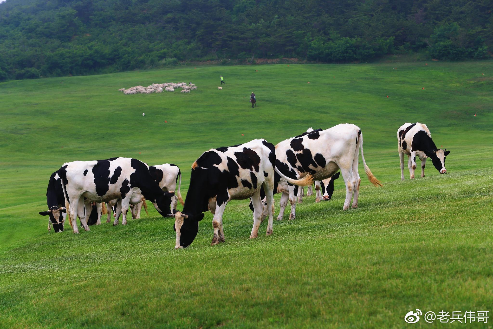 大连三寰牧场修整后7月7日正式营业需提前预微信约购票入园