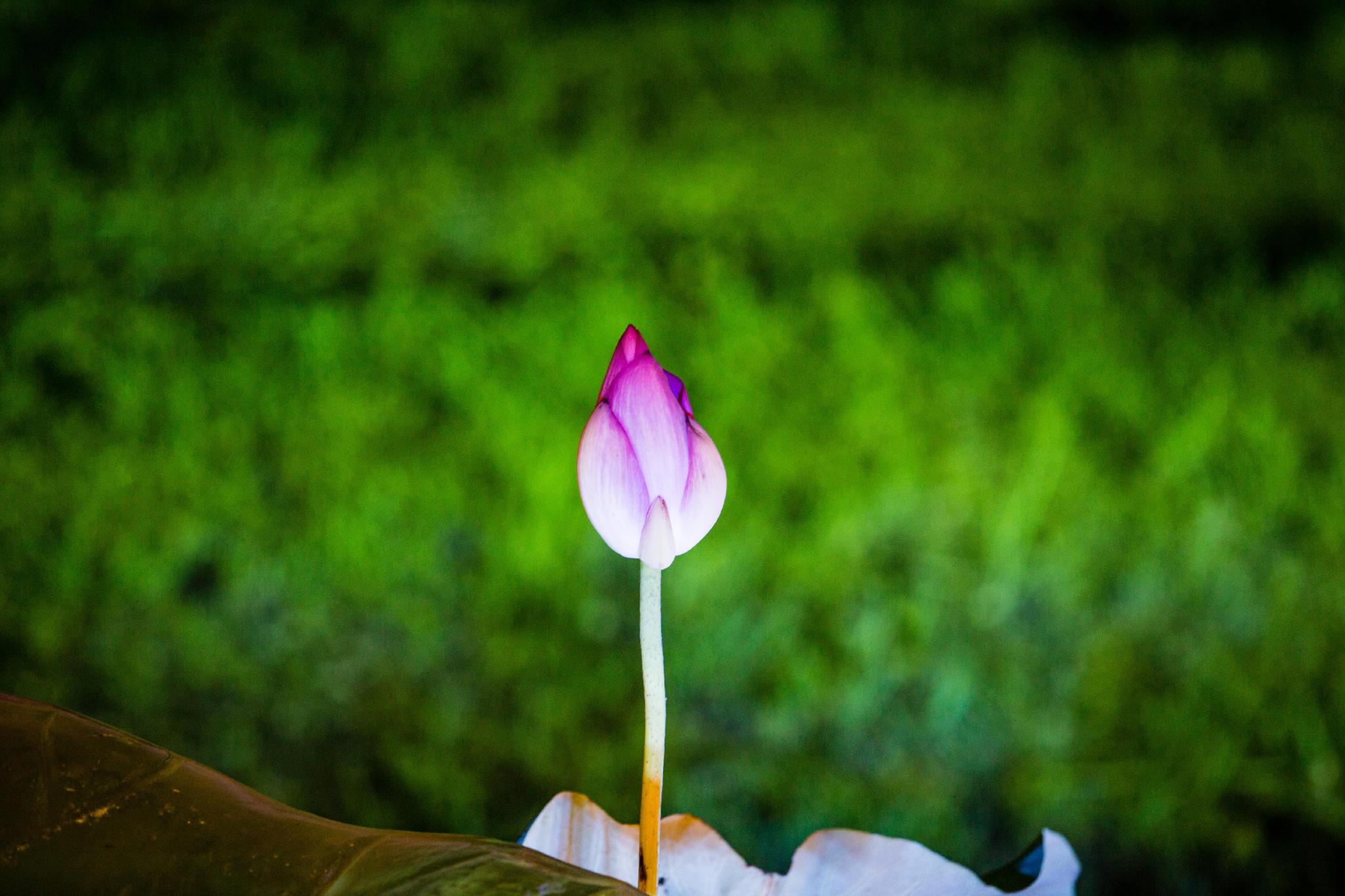 在江南的小京都邂逅禅意拈花湾