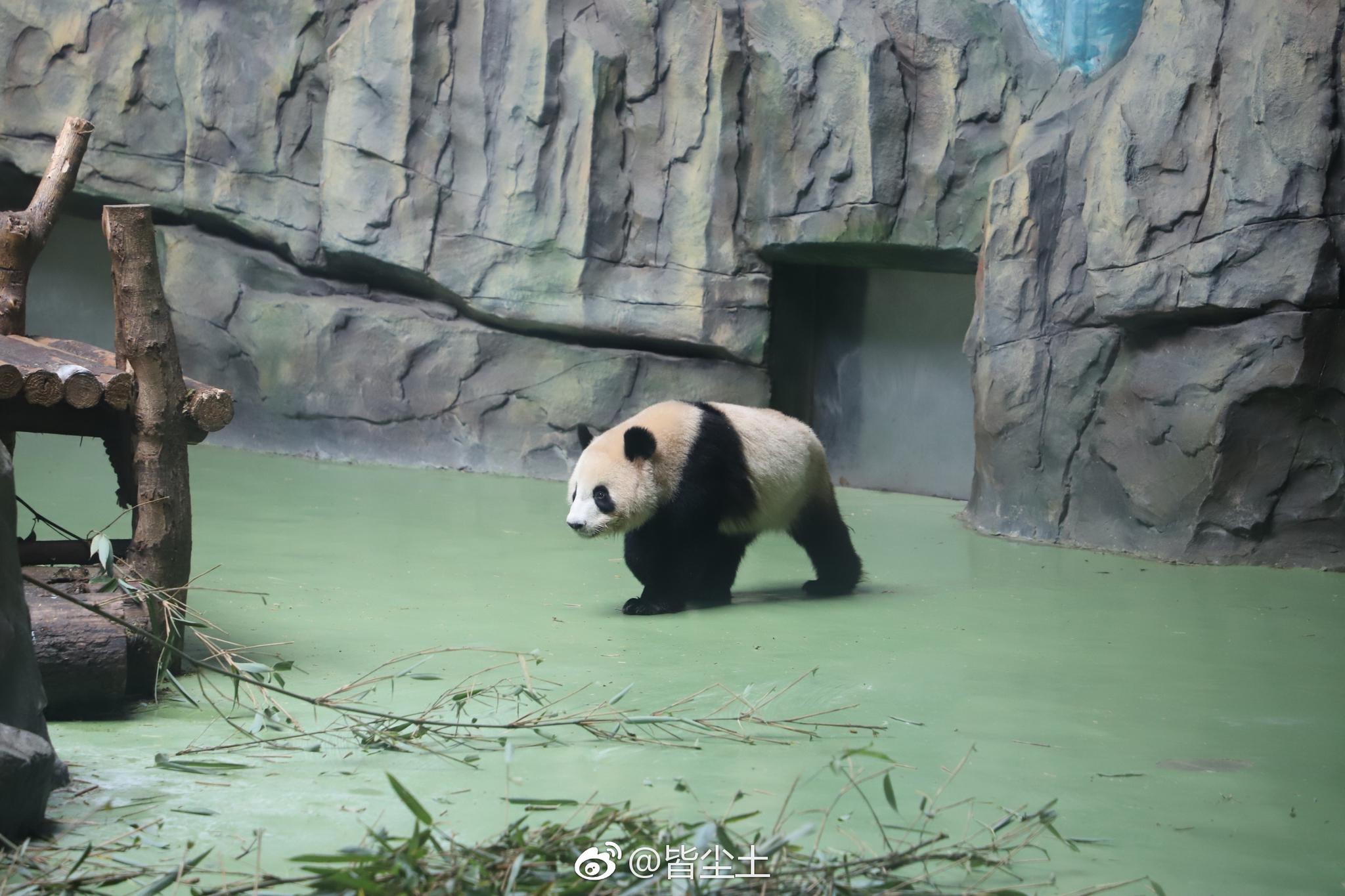 熊猫鱼 - 搜狗百科