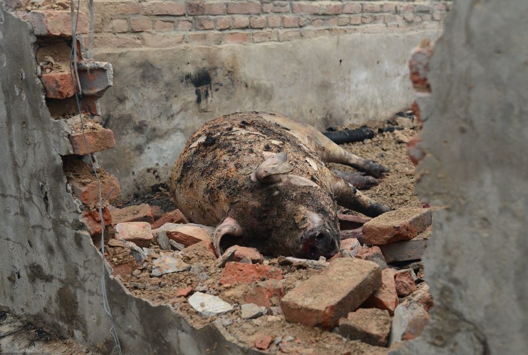 惨!山东猪舍疑似村民放炮失火,近百头活猪被烧死,农村小哥哭了