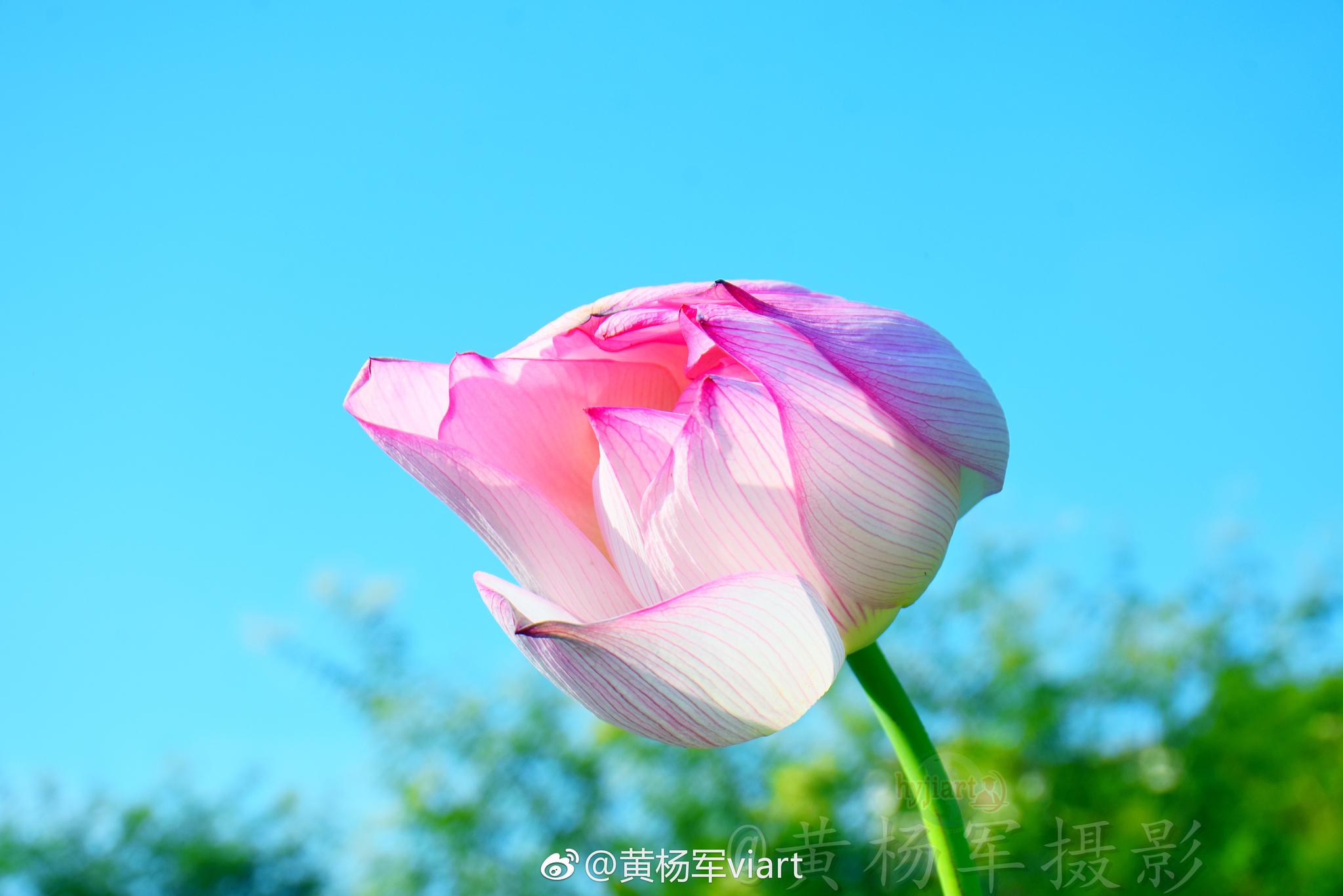 回到那日的错觉,闭上双眼是否又能感觉今年的荷花在片片开放,在蓝天下