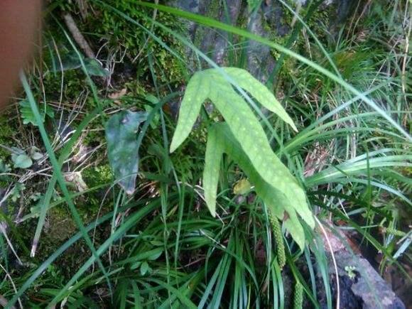 像极了动物的爪子,因此在农村,人们称它为"金鸡脚",也叫鸭脚草,鸡脚叉