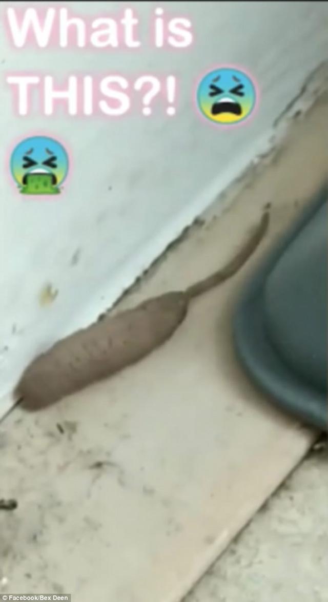 67女子家中发现一条巨大棒状不明生物在蠕动,网友大呼太恶心__财经