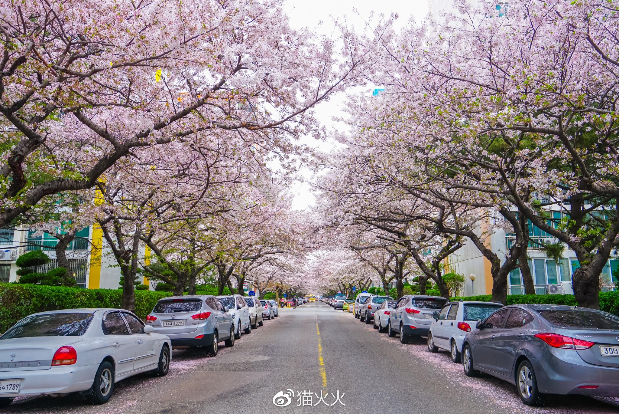 街道两旁的樱花树很茂盛,即便是有风吹落也丝毫不会影响整体的样子.