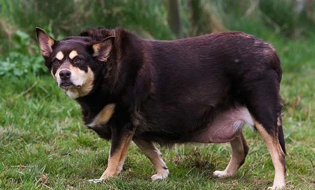 英国最胖狗狗重达100多斤胖到行走困难让工作人员都惊呆