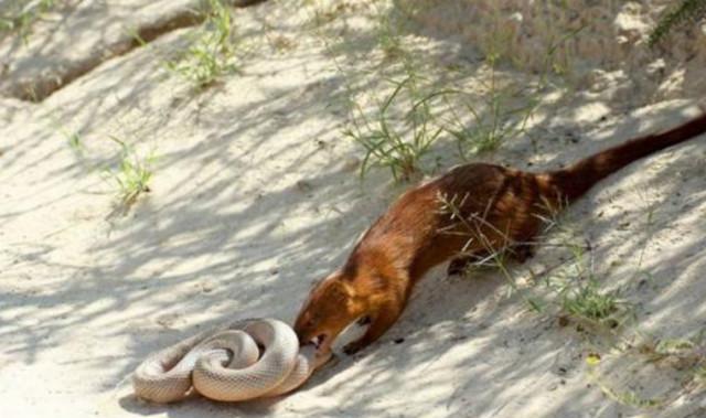 黄鼠狼与蛇大战, 网友: 吃根辣条怎么那么费劲!