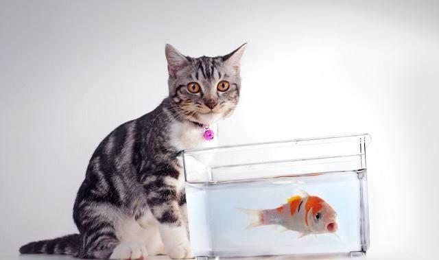 猫咪不冻杂,是我们从小就知道的啦,但你有没有思考过猫咪生活在陆地