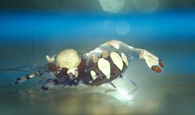 白斑海葵虾的日常饲养