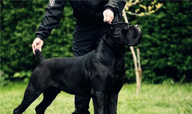 家中的完美保镖,一品带刀侍卫卡斯罗犬