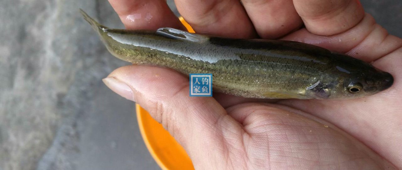 深山瀑布溪流,爆钓精品溪水鱼,收获500元一斤的名贵"棒子鱼"