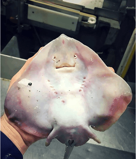 图为在欧洲和大西洋浅海水域里生活的团扇鳐,以螃蟹,虾和小鱼为食.