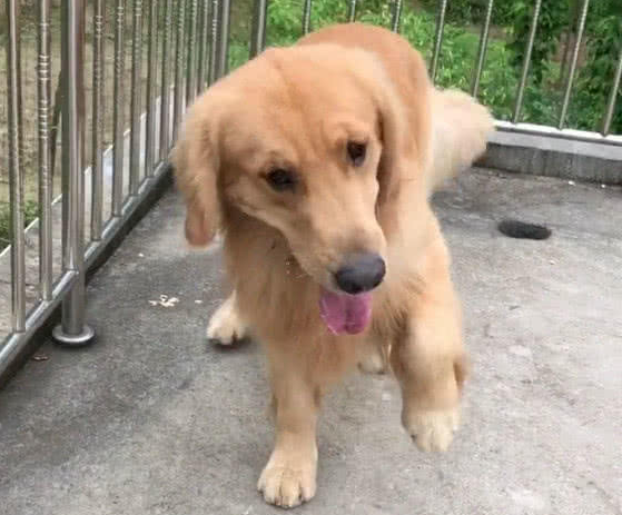 看到有人提着礼物上门做客,金毛犬马上装瘸又卖萌,成精啦