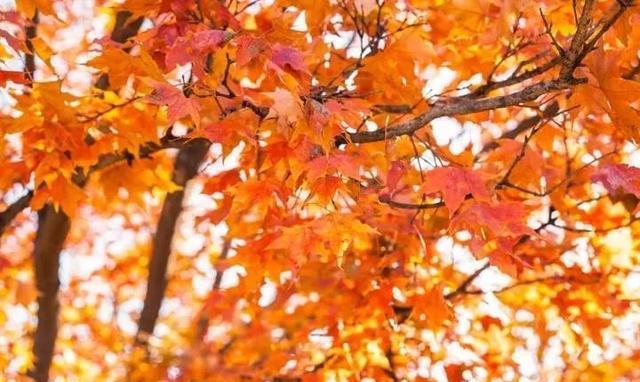 观红叶、赏彩林, 这些地方人少景美