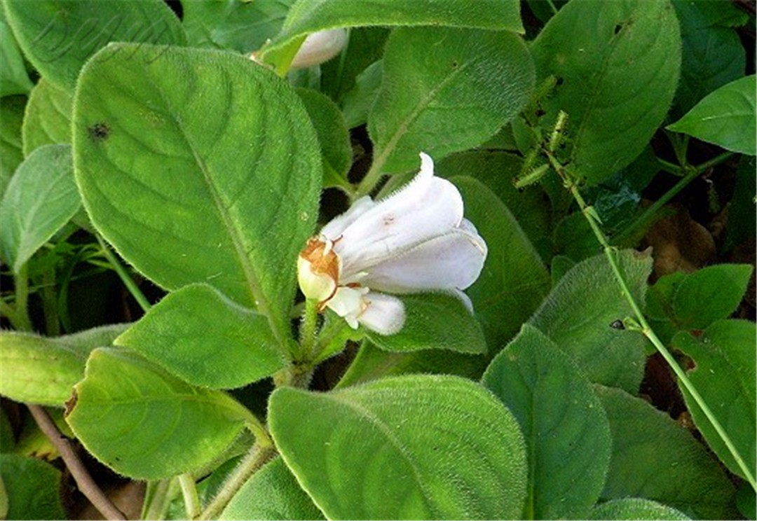 农村大山的野草,老一辈称"降龙草",生长在蛇出没的地方
