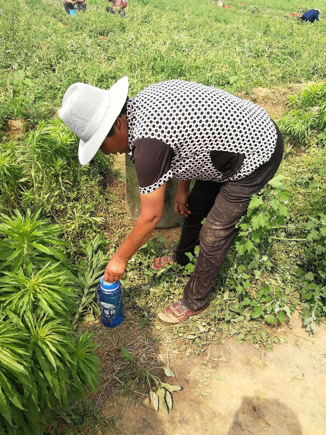30几度高温下,几十个农村老人在田里忙啥,老人说再热也要干