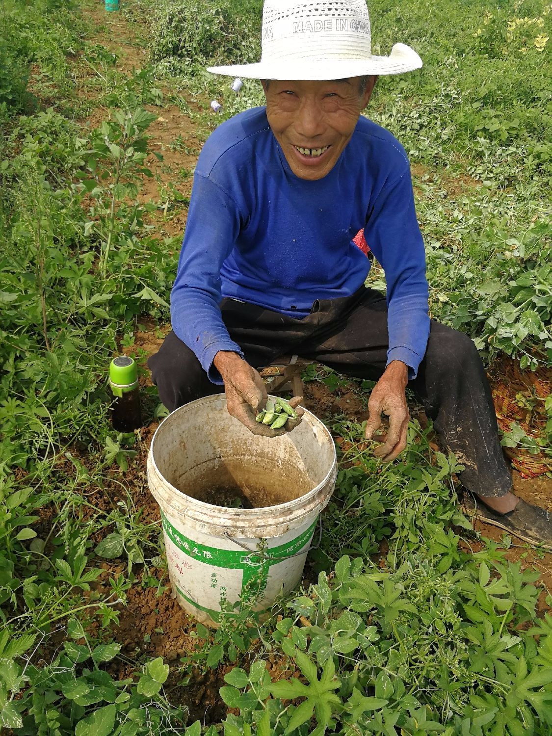30几度高温下，几十个农村老人在田里忙啥，老人说再热也要干_新浪新闻